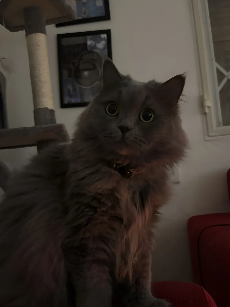 Haiiro, a grey cat